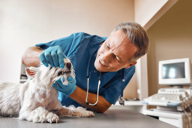 Best Dentist for Tooth Abscess  in Stacy, MN